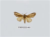 藏品(白棒紛舟蛾)的圖片